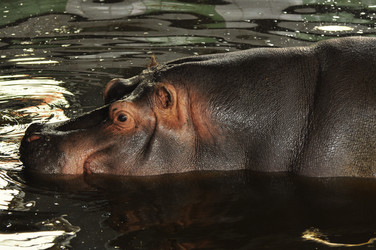 Similar image 21478849