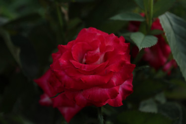 Similar image 21469462