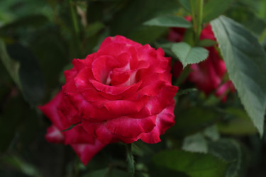 Similar image 21469463