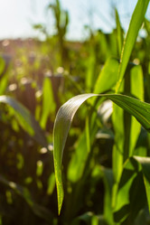 Similar image 21436067