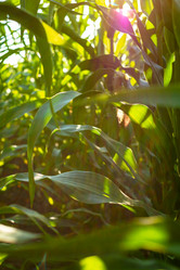 Similar image 21448573