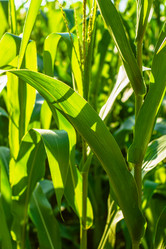 Similar image 21435021