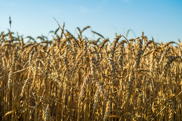 Similar image 21435033