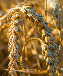 Similar image 21434852