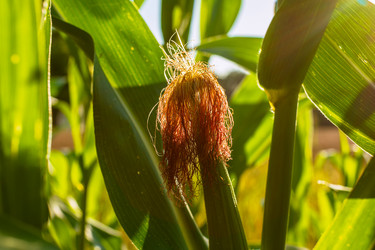 Similar image 21434371