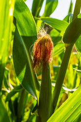 Similar image 21434375