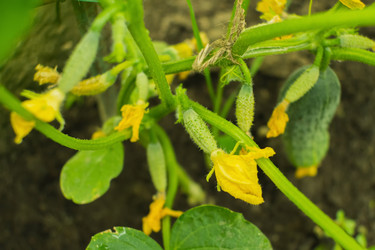 Similar image 21434377