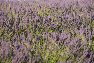 Similar image 21434442