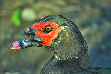 Similar image 21433831