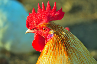 Similar image 21433833