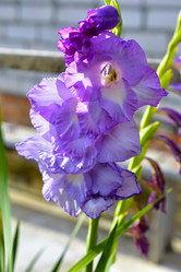 Similar image 21434451