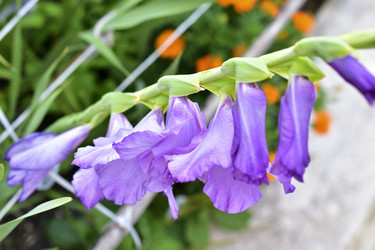 Similar image 21434502