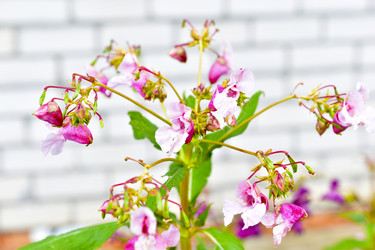 Similar image 21434506