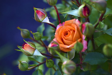 Similar image 21434523