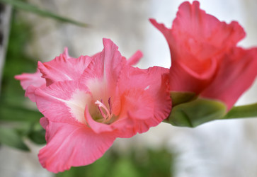 Similar image 21434543