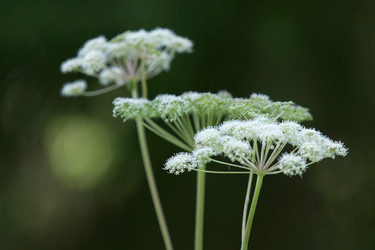 Similar image 21434550