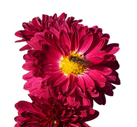 Similar image 21433651