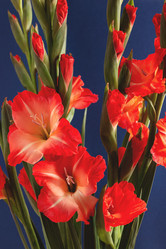 Similar image 21436097