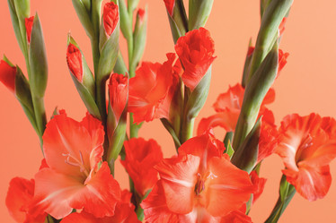 Similar image 21436098