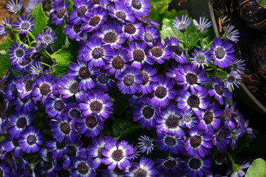 Similar image 21434808