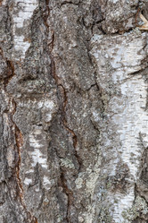 Similar image 21434899