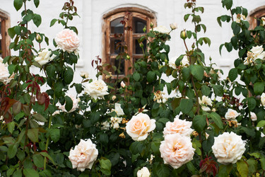 Similar image 21435086