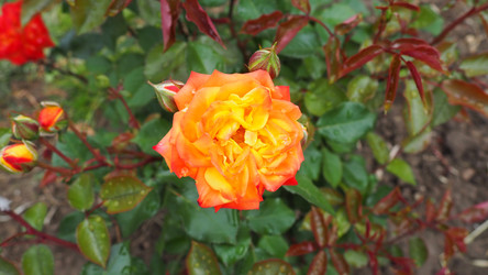 Similar image 21435518