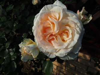 Similar image 21435533