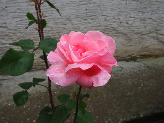 Similar image 21435537