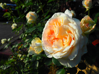 Similar image 21435544