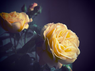 Similar image 21440604