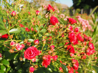 Similar image 21440616