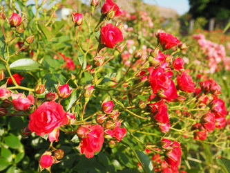 Similar image 21440624