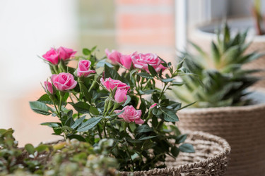 Similar image 21437685