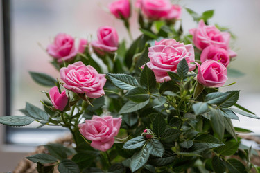 Similar image 21437693