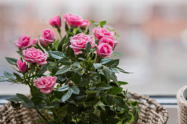 Similar image 21437694