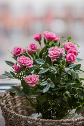 Similar image 21437695