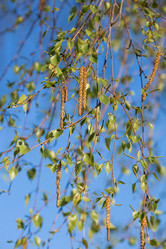 Similar image 21437700