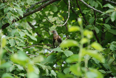 Similar image 21448332