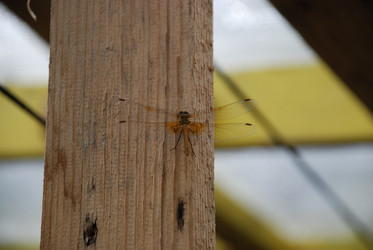 Similar image 21448351