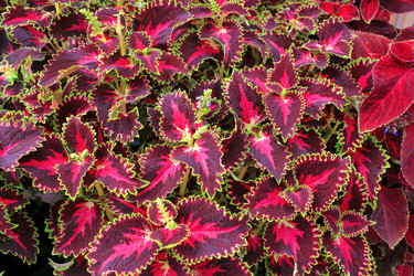 Similar image 21439907