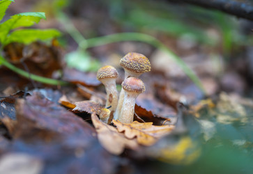 Similar image 21441018