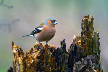 Similar image 21441657