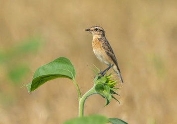 Similar image 21441842