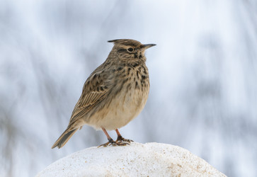 Similar image 21441051