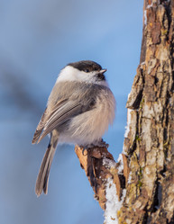 Similar image 21441061