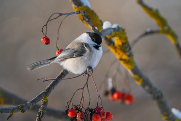 Similar image 21441069