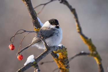 Similar image 21441070