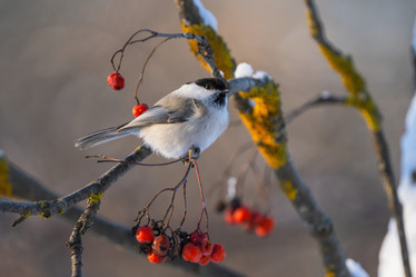 Similar image 21441071