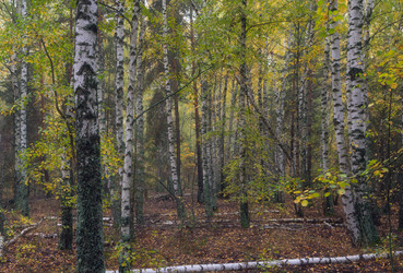 Similar image 21441678